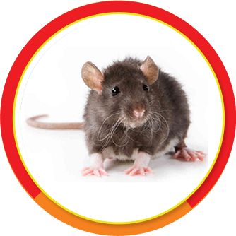 matar-ratos-dedetizadora