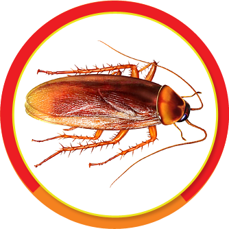 Dedetizadora-para-baratas