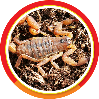 dedetizadora-para-escorpiões