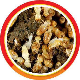 matar-cupim-dedetizadora