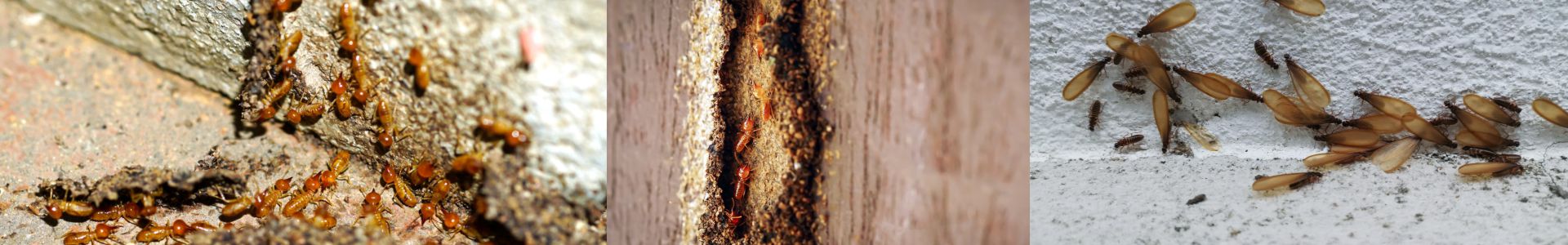 matar-cupim-dedetizadora